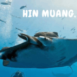 Hin Muang, Hin Daeng